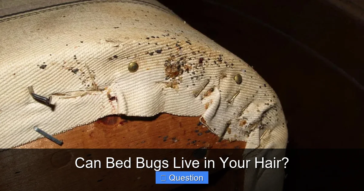 Can Bed Bugs Live in Your Hair?