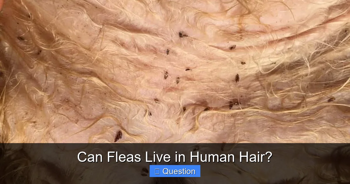 Can Fleas Live in Human Hair?