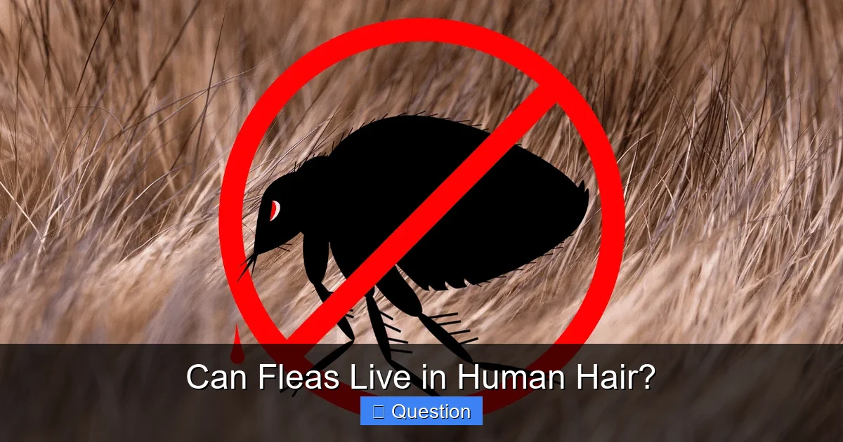 Can Fleas Live in Human Hair?