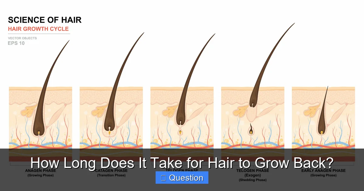 How Long Does It Take for Hair to Grow Back?